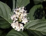 Tatarischer Hartriegel (Cornus alba) – Pflege