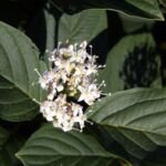 Tatarischer Hartriegel (Cornus alba) – Pflanzenfoto