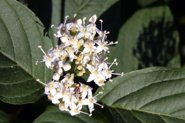 Cornus alba