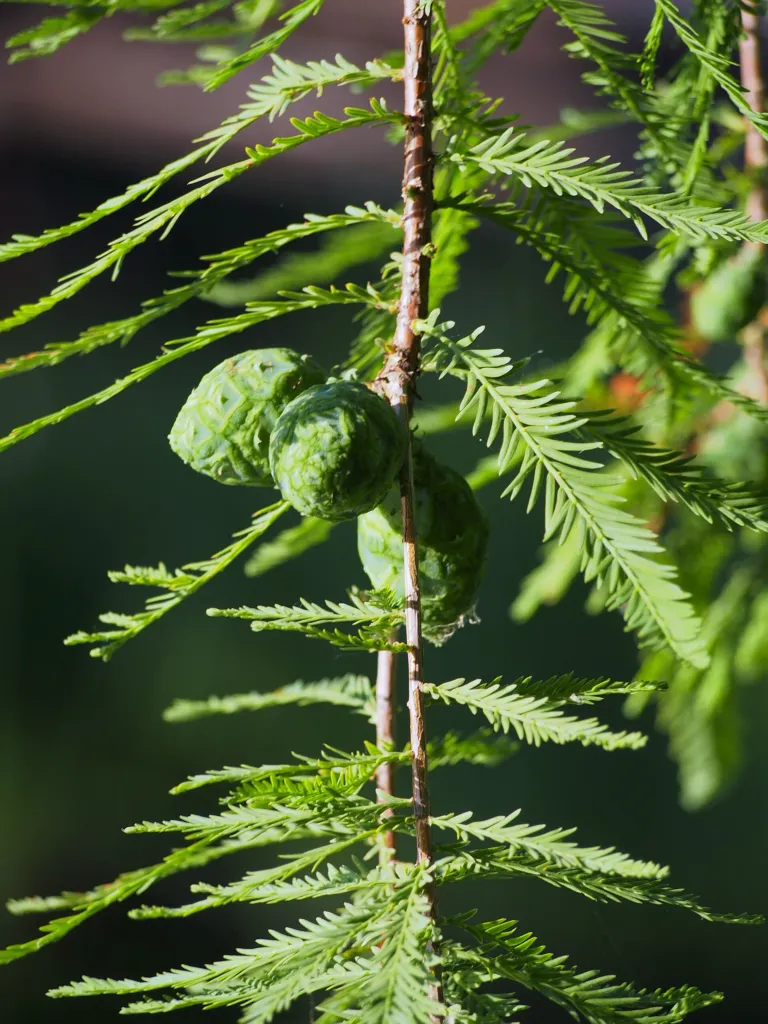 Taxodium ‘Distichum’ (Taxodium 'Distichum') – in a garden setting, plant photo