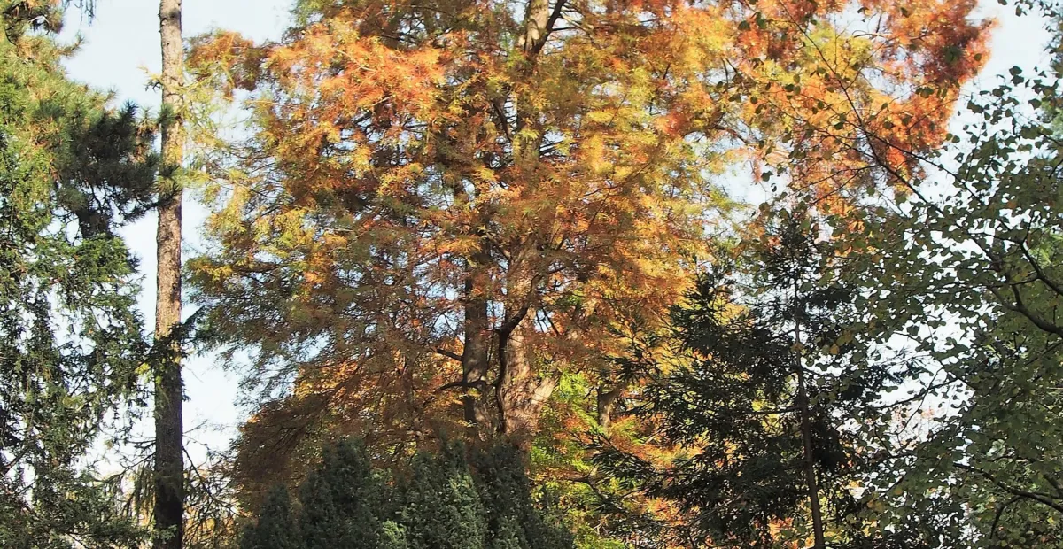 Taxodium 'Distichum' – plant photo