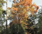 Taxodium ‘Distichum’