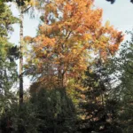 Taxodium ‘Distichum’ (Taxodium 'Distichum') – plant photo
