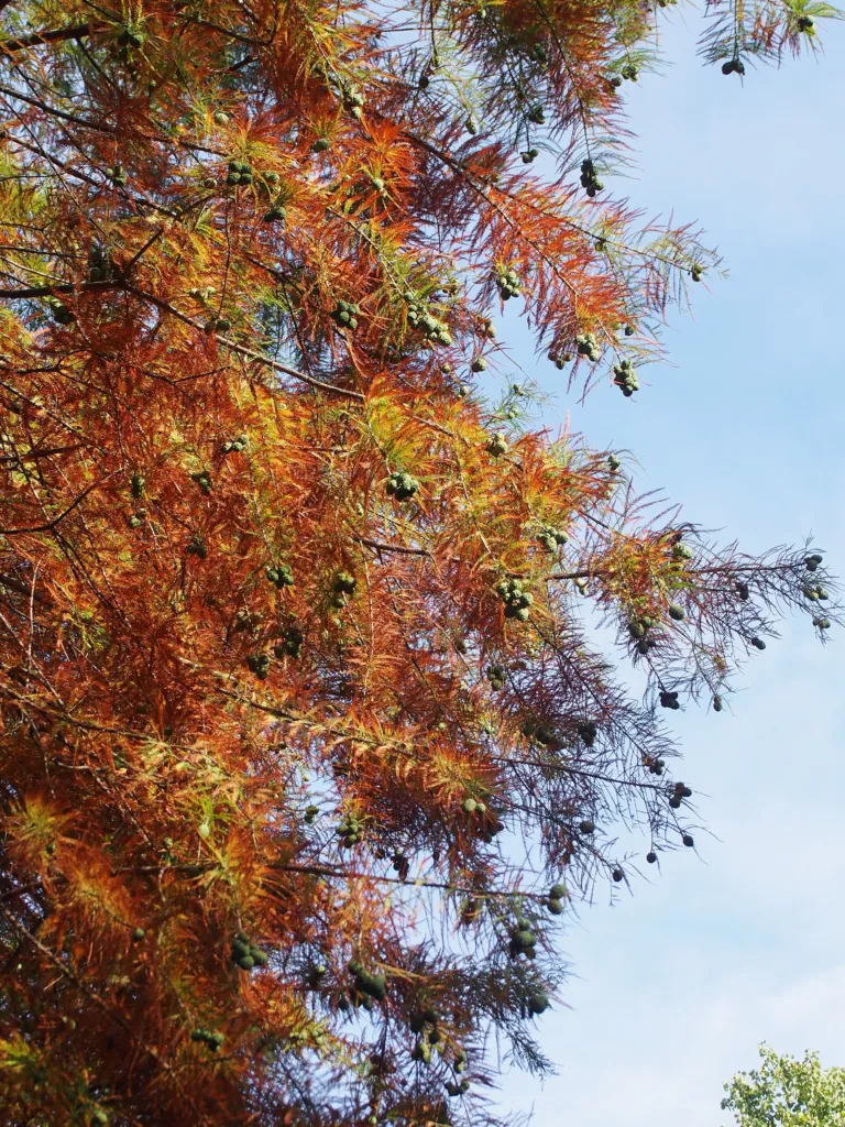 Taxodium ‘Distichum’ (Taxodium 'Distichum') – leaves and shoots, plant photo