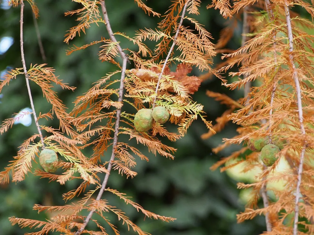 Taxodium ‘Distichum’ (Taxodium 'Distichum') – in a garden setting, plant photo