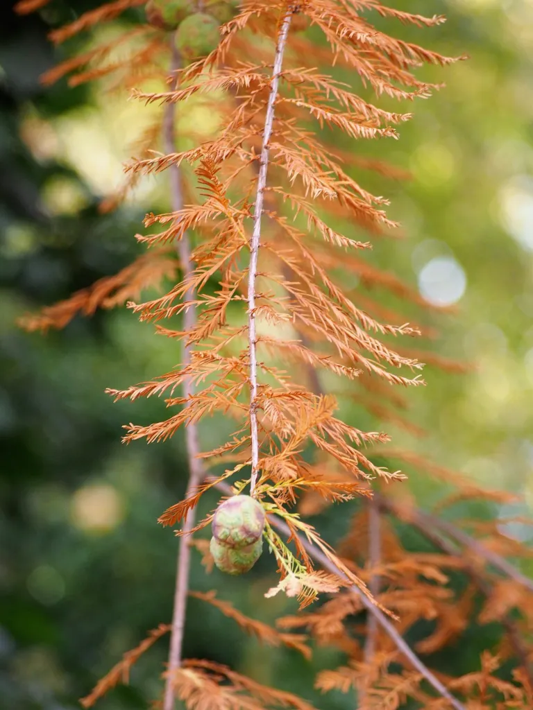 Taxodium ‘Distichum’ (Taxodium 'Distichum') – leaves and shoots, plant photo