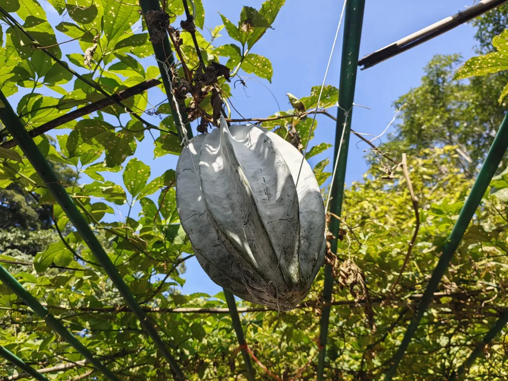Telfairia occidentalis – plant photo