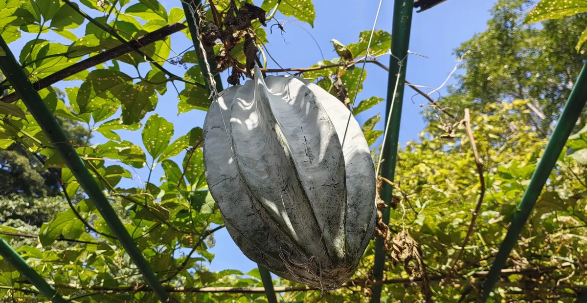 Telfairia occidentalis – plant photo