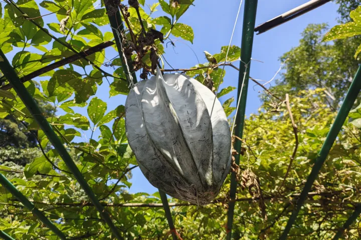 Telfairia occidentalis