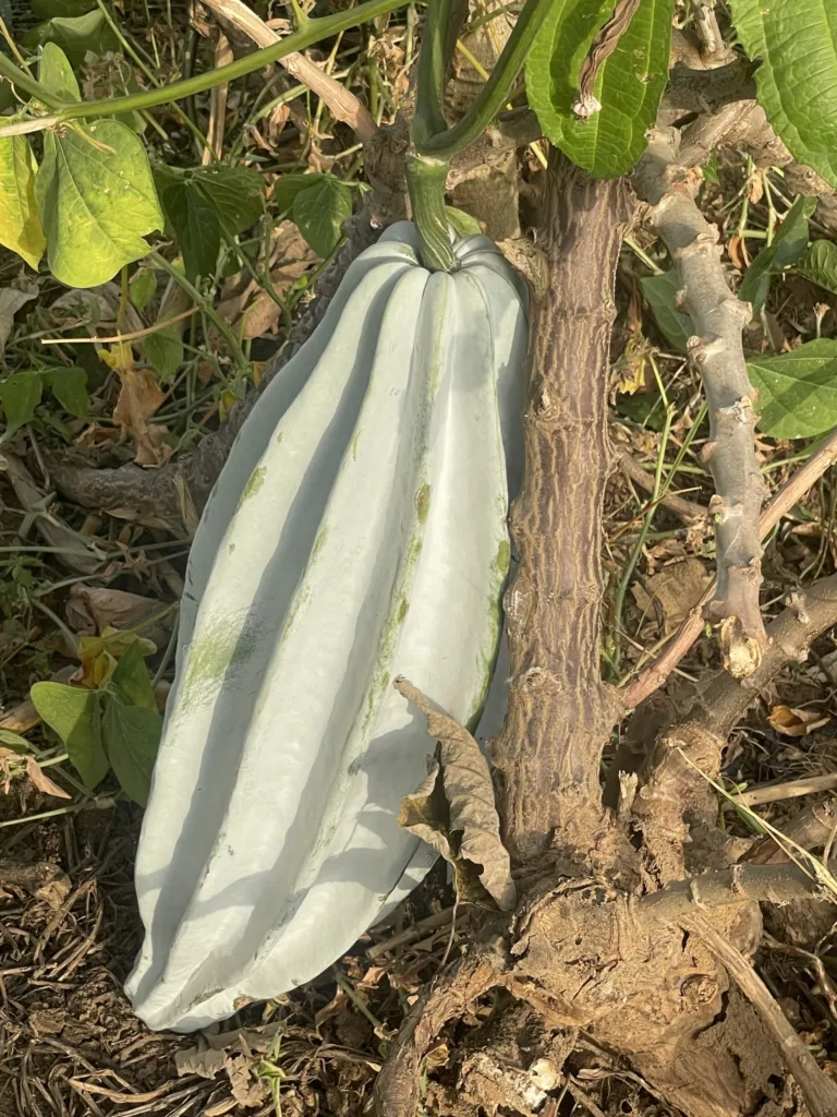 Telfairia occidentalis care guide (Telfairia occidentalis) – characteristic appearance, plant photo