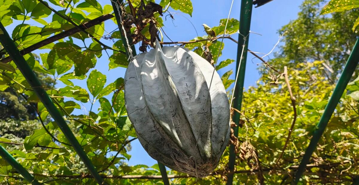 Telfairia occidentalis – Pflanzenfoto