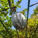 Telfairia occidentalis – (Telfairia occidentalis) – Pflanzenfoto