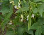 Teparybohne (Phaseolus acutifolius) – Pflege