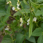 Teparybohne (Phaseolus acutifolius) – Pflanzenfoto
