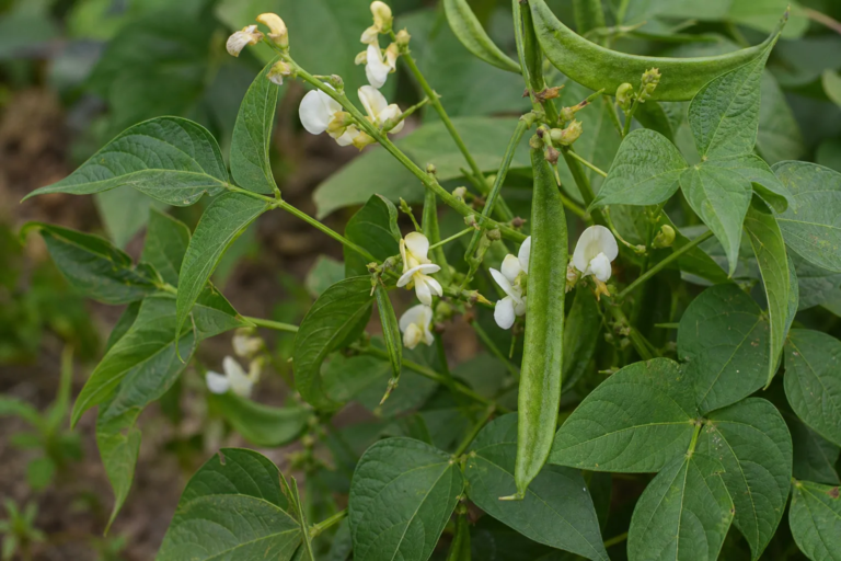 Phaseolus acutifolius