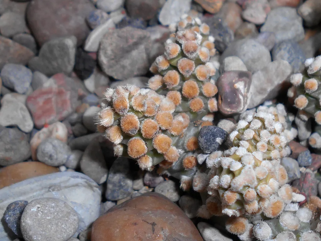 Tephrocactus molinensis – (Tephrocactus molinensis) – typisches Erscheinungsbild, Pflanzenfoto
