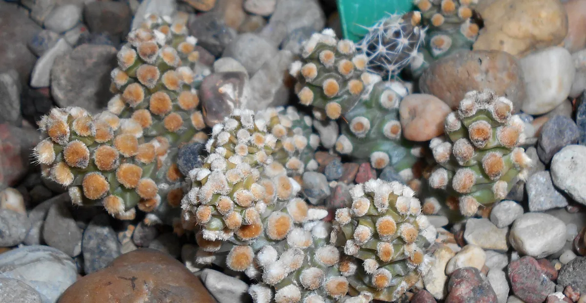 Tephrocactus molinensis – plant photo