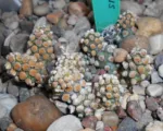 Tephrocactus molinensis care guide