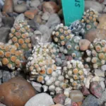 Tephrocactus molinensis care guide (Tephrocactus molinensis) – plant photo