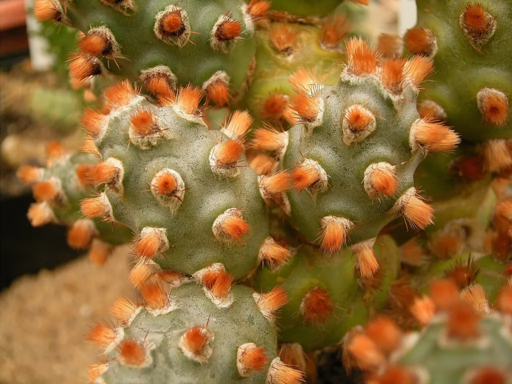 Tephrocactus molinensis – (Tephrocactus molinensis) – typisches Erscheinungsbild, Pflanzenfoto