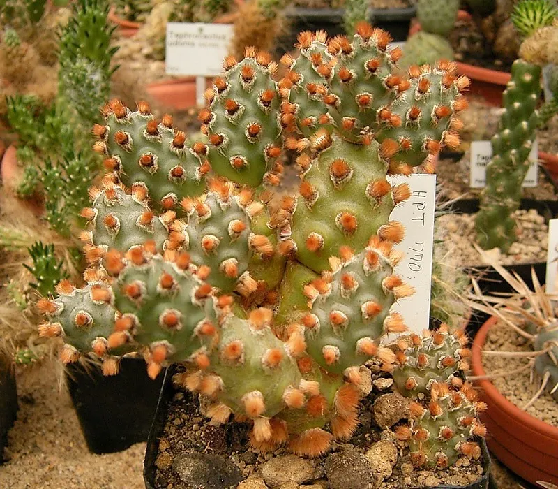Tephrocactus molinensis – (Tephrocactus molinensis) – typisches Erscheinungsbild, Pflanzenfoto