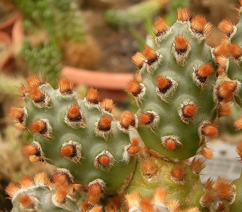 Tephrocactus molinensis – (Tephrocactus molinensis) – typisches Erscheinungsbild, Pflanzenfoto