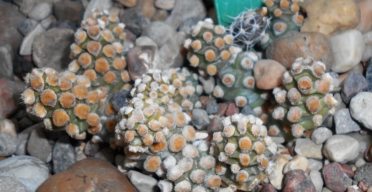 Tephrocactus molinensis – Pflanzenfoto