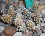 Tephrocactus molinensis – Pflege