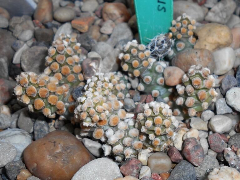 Tephrocactus molinensis