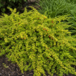 Teppich-Berberitze (Berberis thunbergii 'Green Carpet') – Pflanzenfoto
