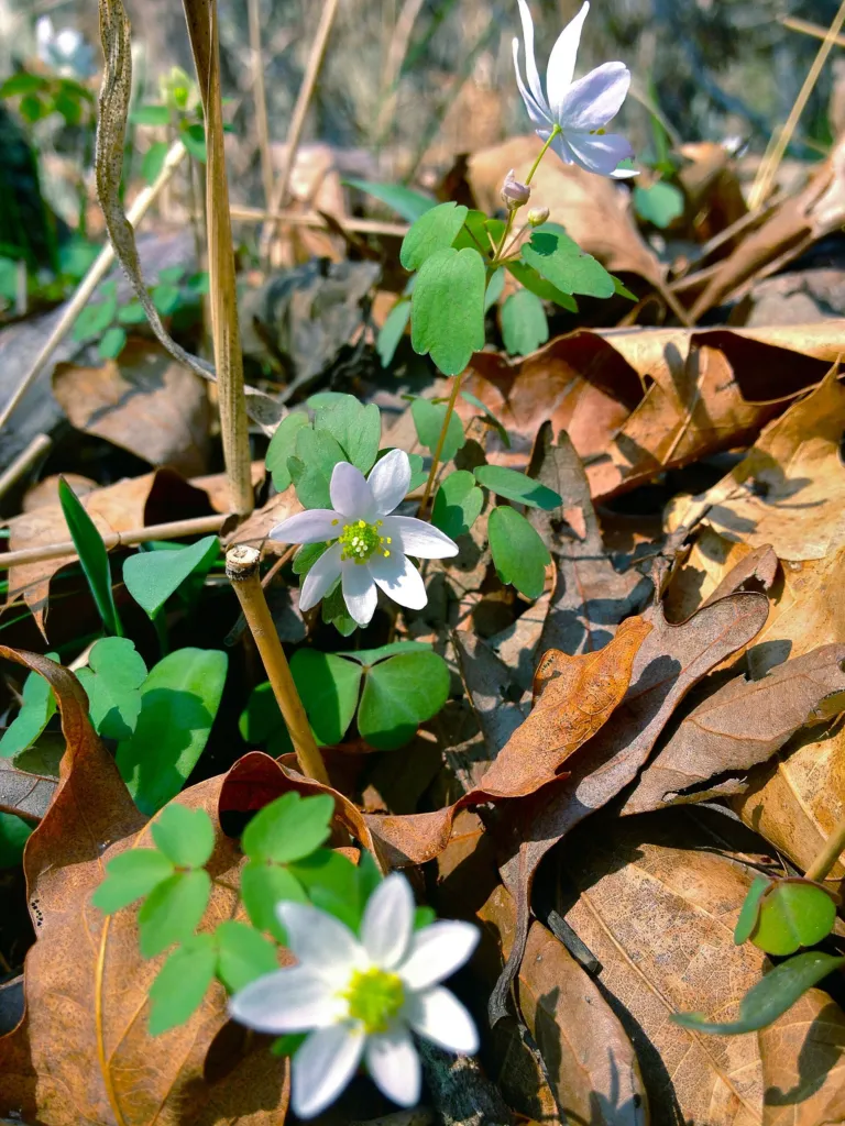 rue anemone (Thalictrum thalictroides) – flowers in close-up, plant photo