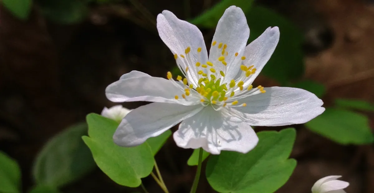 rue anemone (Thalictrum thalictroides) – plant photo