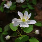 rue anemone (Thalictrum thalictroides) – plant photo