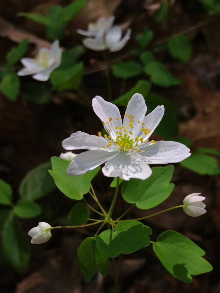 Thalictrum thalictroides