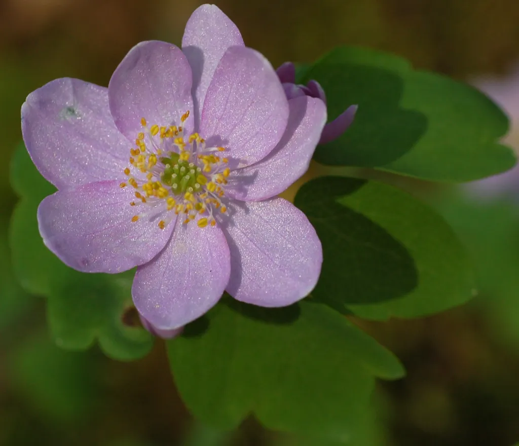 rue anemone (Thalictrum thalictroides) – flowers in close-up, plant photo