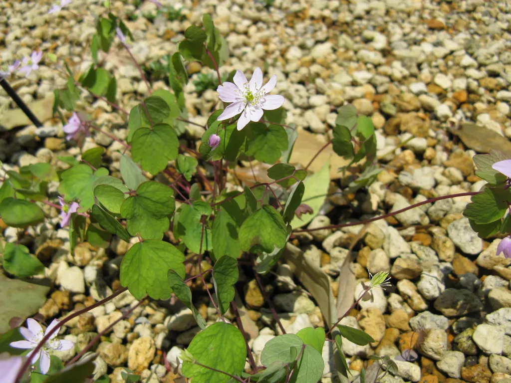rue anemone (Thalictrum thalictroides) – flowers in close-up, plant photo