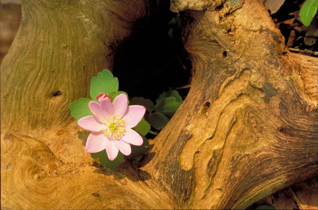 rue anemone (Thalictrum thalictroides) – flowers in close-up, plant photo
