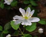 Thalictrum thalictroides – pestovanie a starostlivosť