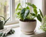 The Quiet Week After Repotting: Why Doing Nothing Can Be the Best Plant Care