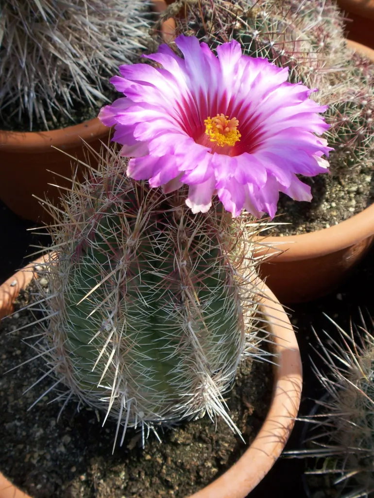 Thelocactus bicolor care guide (Thelocactus bicolor) – in a garden setting, plant photo