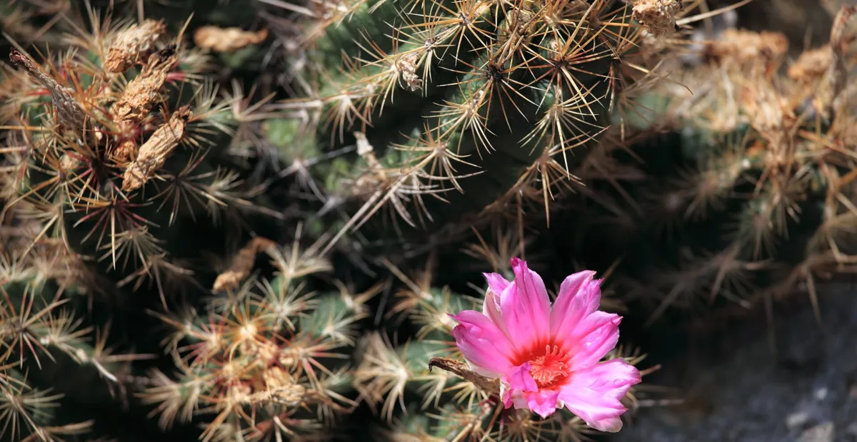 Thelocactus bicolor – plant photo