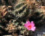 Thelocactus bicolor care guide