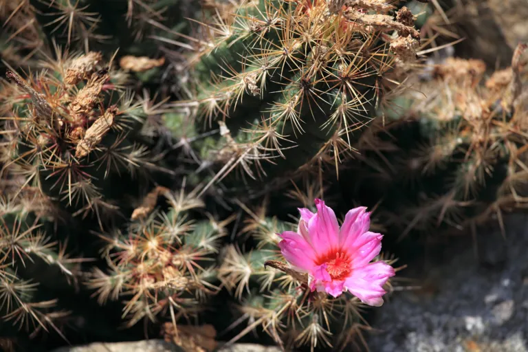 Thelocactus bicolor