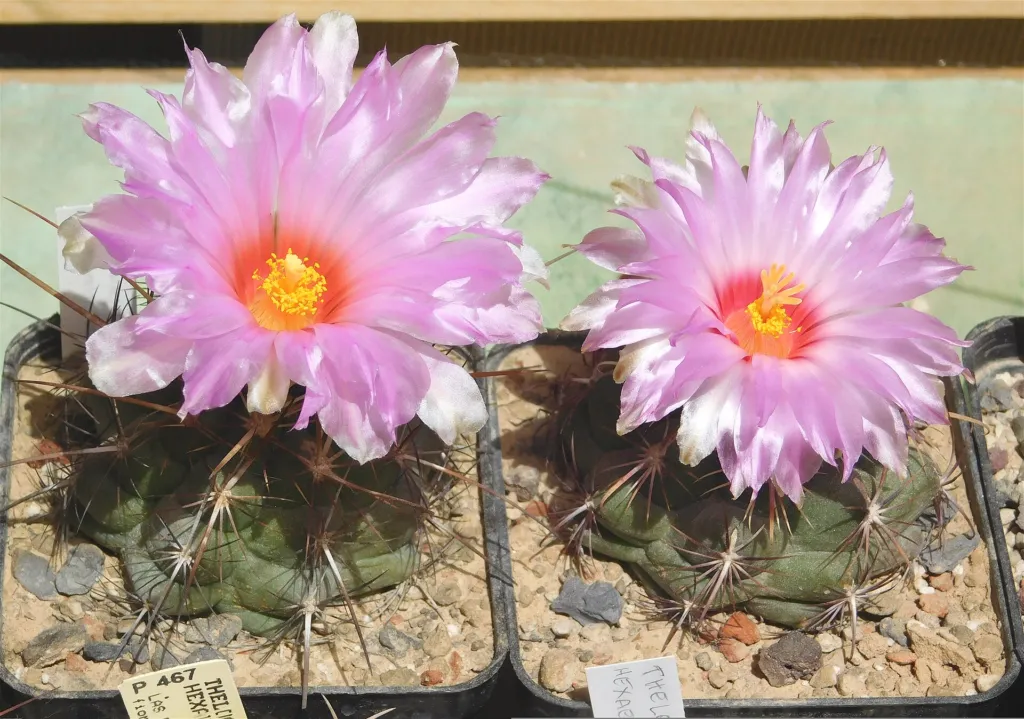 Thelocactus bicolor care guide (Thelocactus bicolor) – flowers in close-up, plant photo