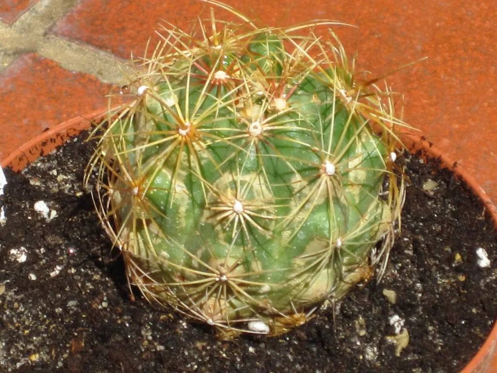 Thelocactus bicolor care guide (Thelocactus bicolor) – characteristic appearance, plant photo