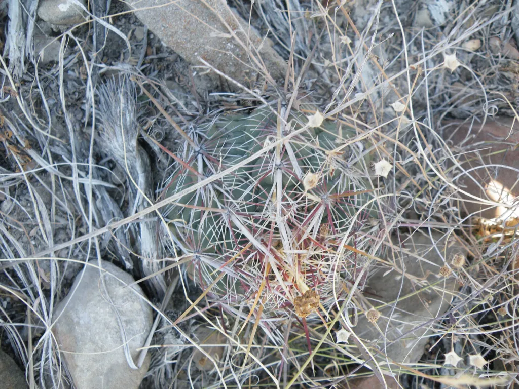 Thelocactus bicolor care guide (Thelocactus bicolor) – characteristic appearance, plant photo