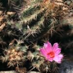Thelocactus bicolor – (Thelocactus bicolor) – Pflanzenfoto