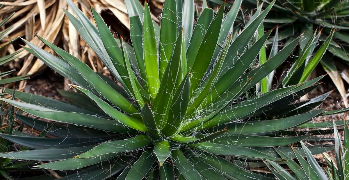 Thread-Leaf Agave (Agave filifera) – Pflanzenfoto