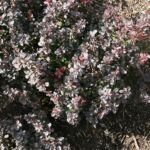 Thunberg-Berberitze 'Concorde' (Berberis thunbergii 'Concorde') – Pflanzenfoto