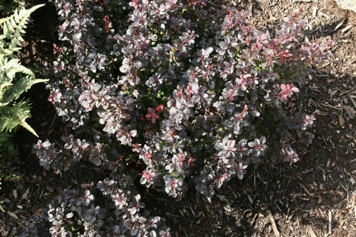Berberis thunbergii 'Concorde'